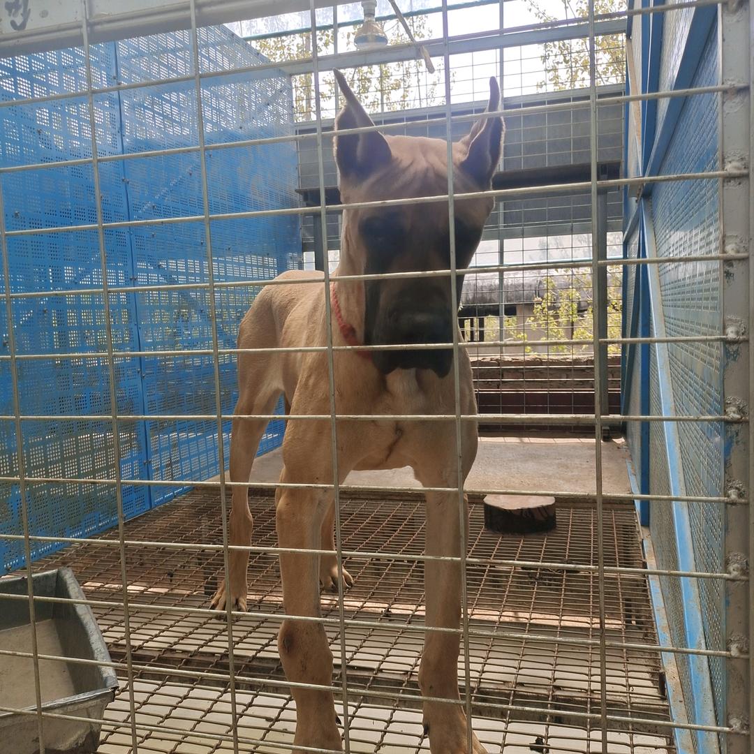 淑义犬业