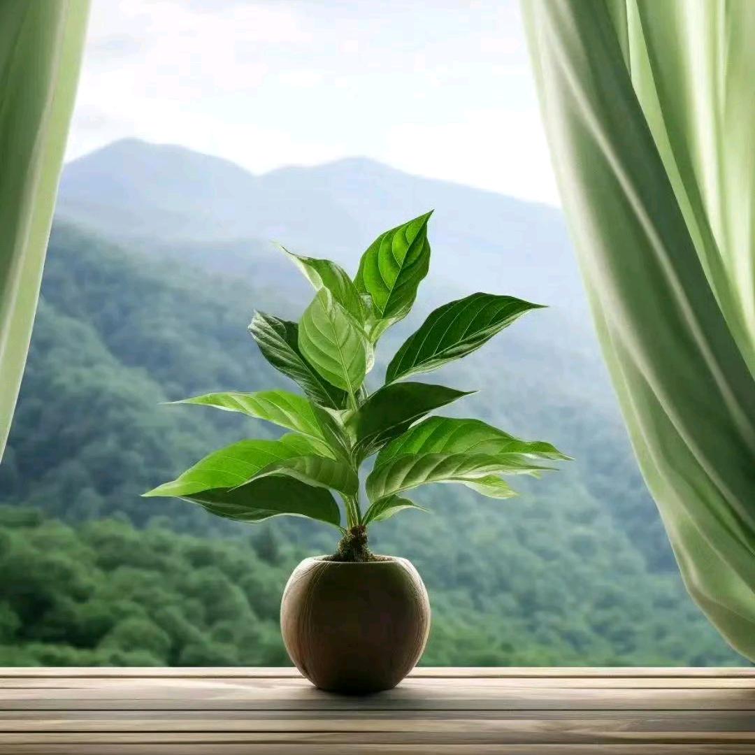 天涯
