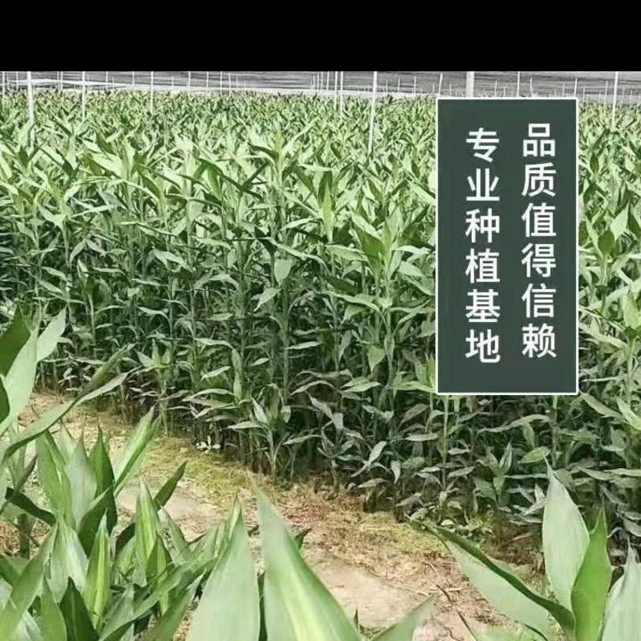 柳柳绿植花卉
