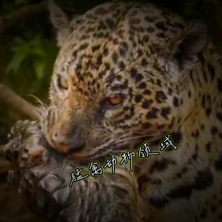 猛禽动物领域