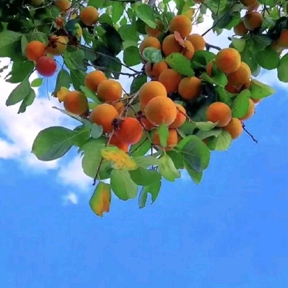 放下