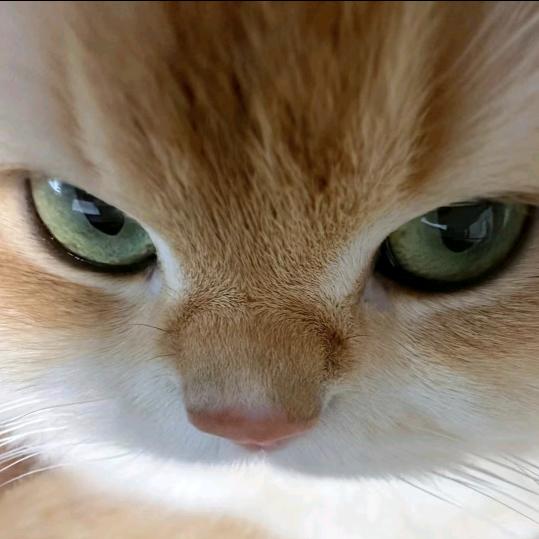 苹什猫