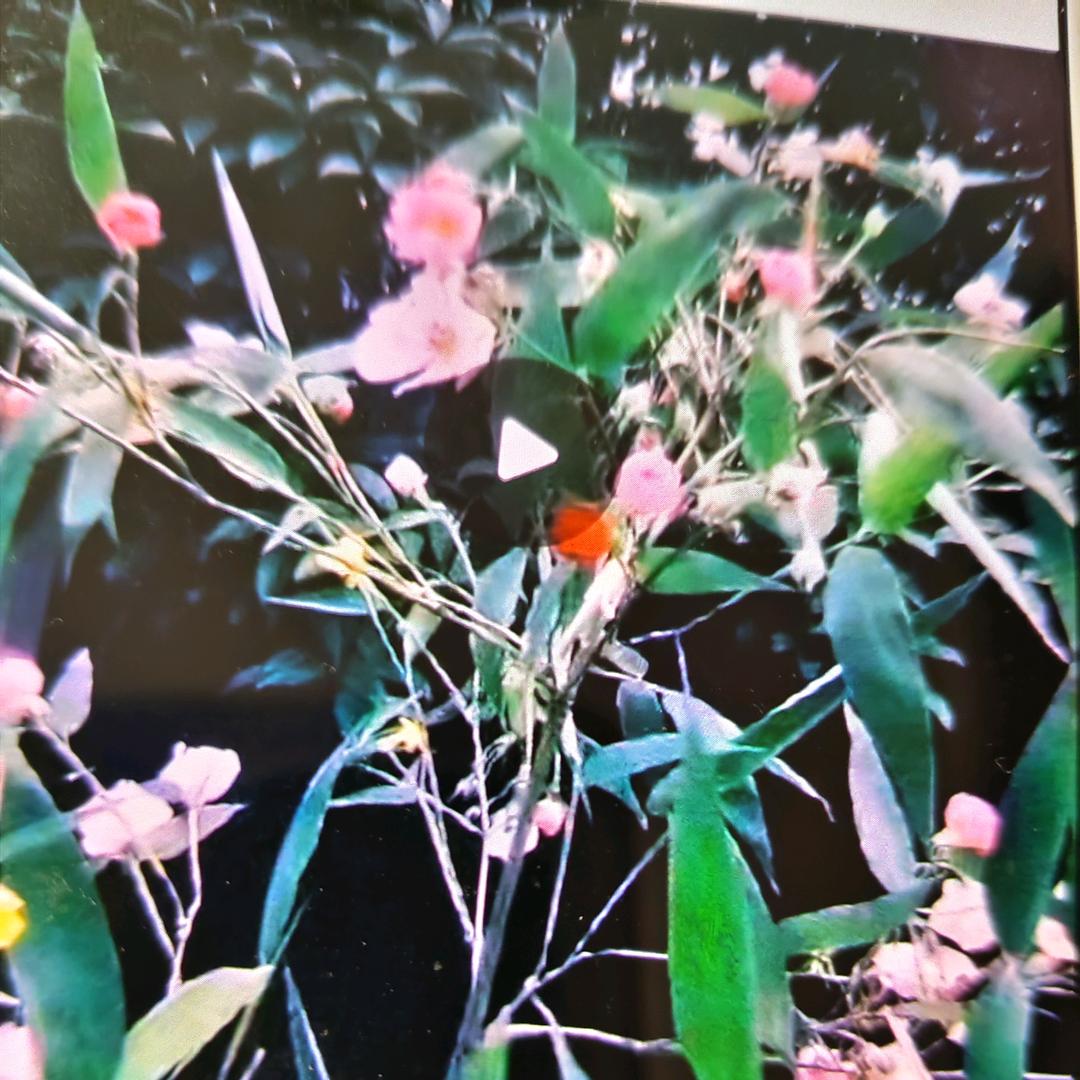 周愉