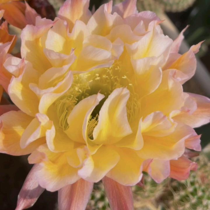 冠森园艺绿植园