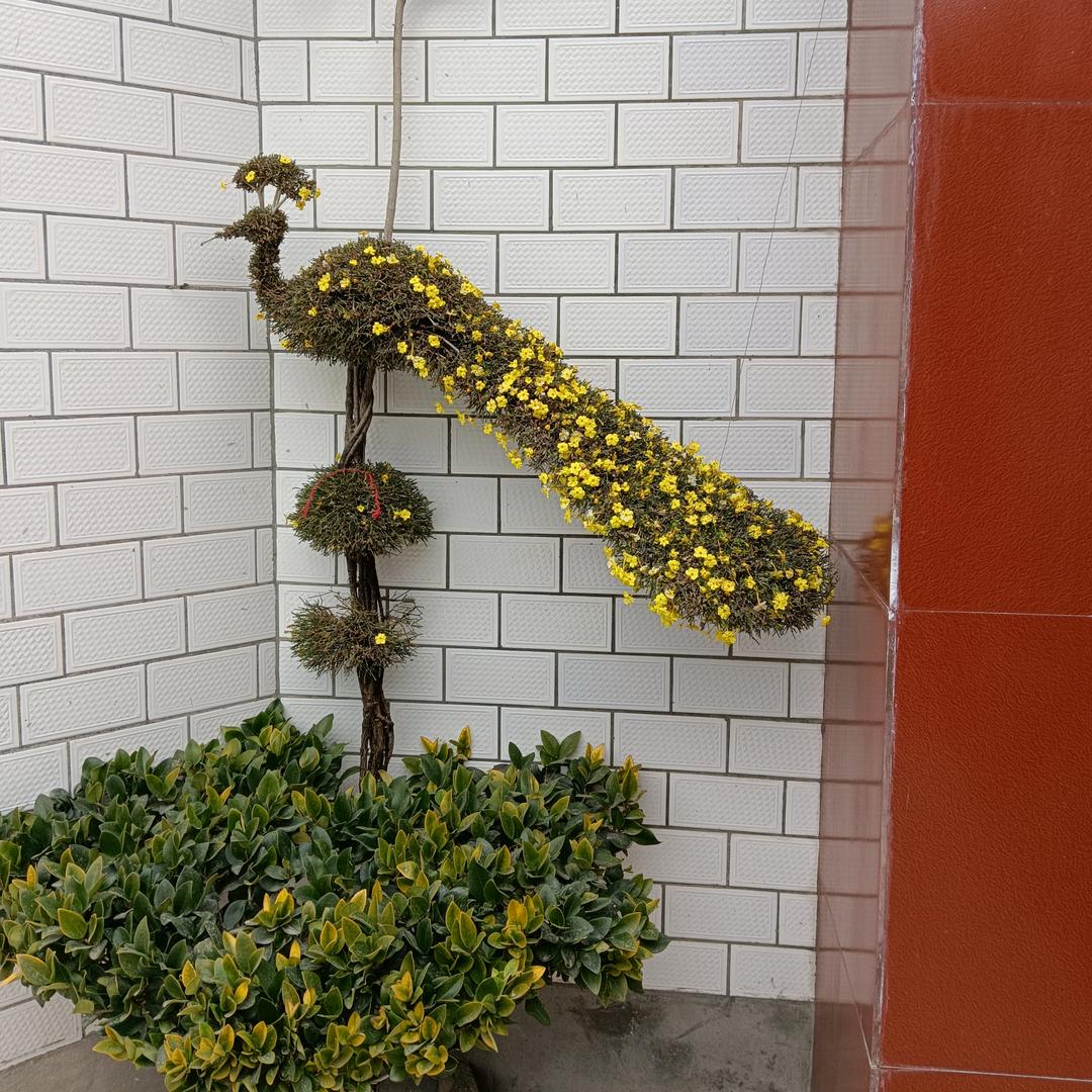 老四