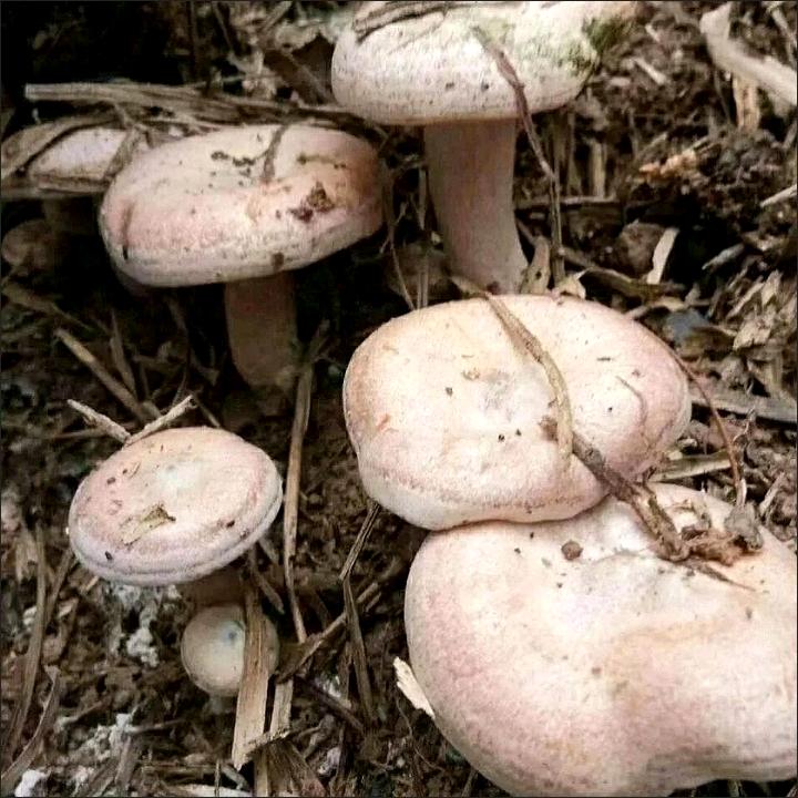 枞菌种植