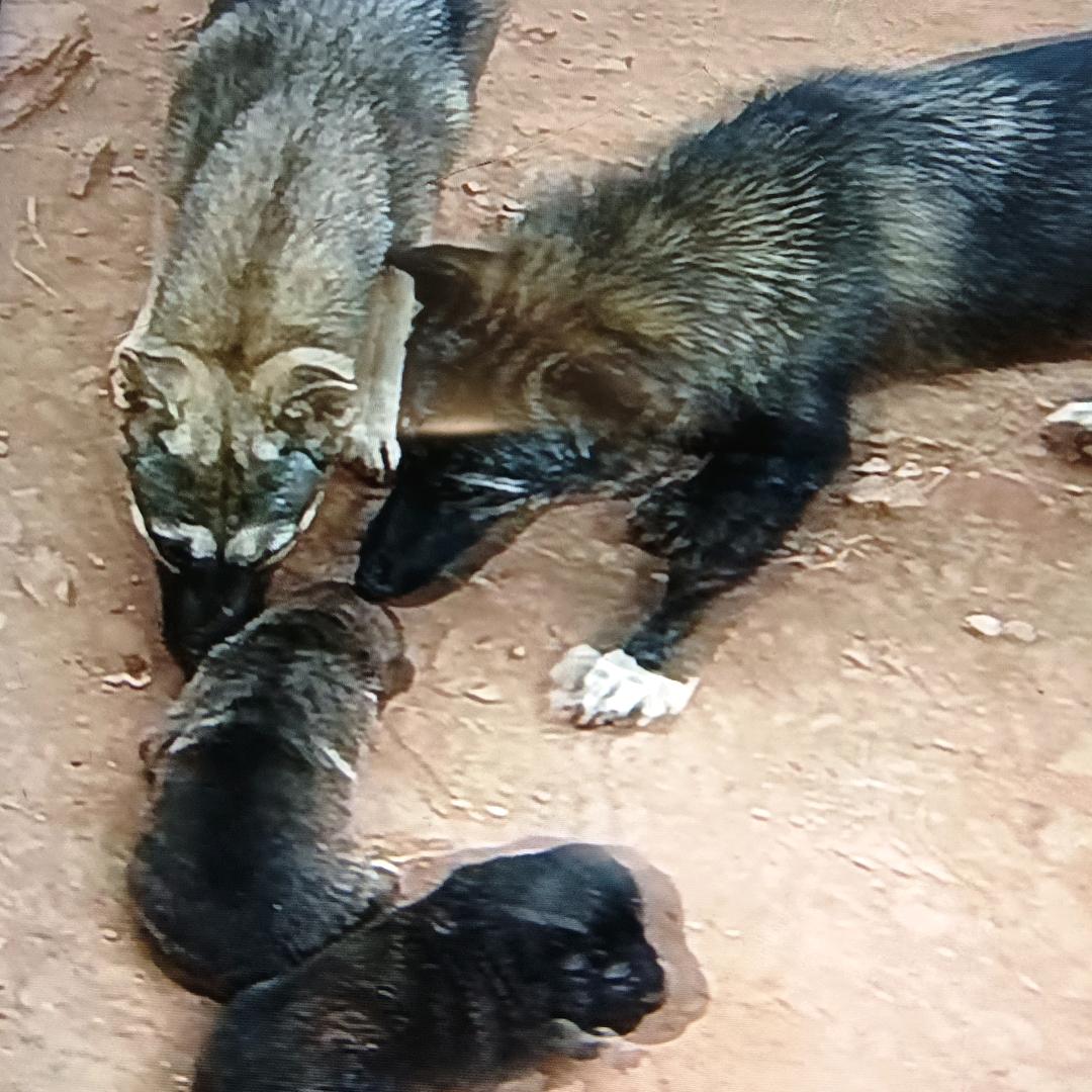 千条狗—猎豹