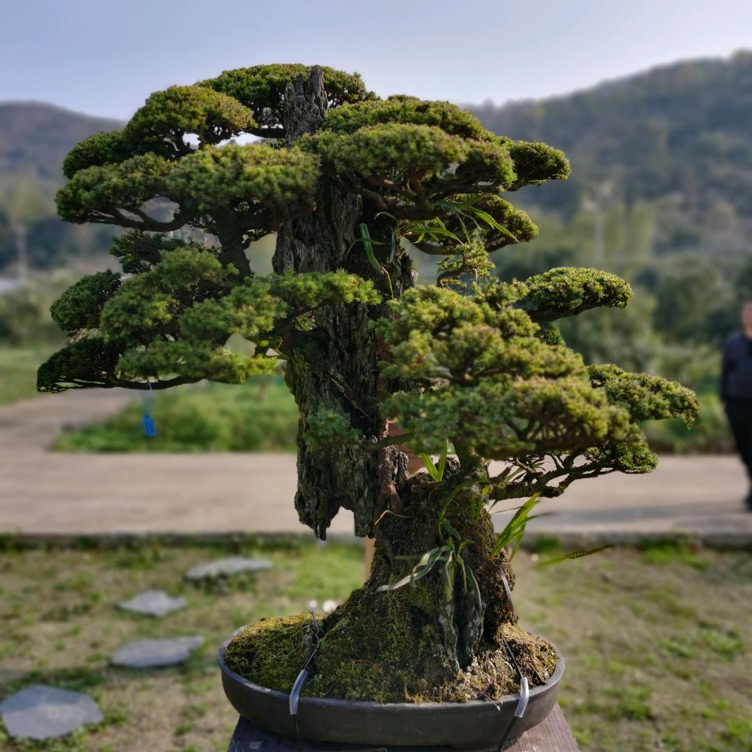 绿翔盆景