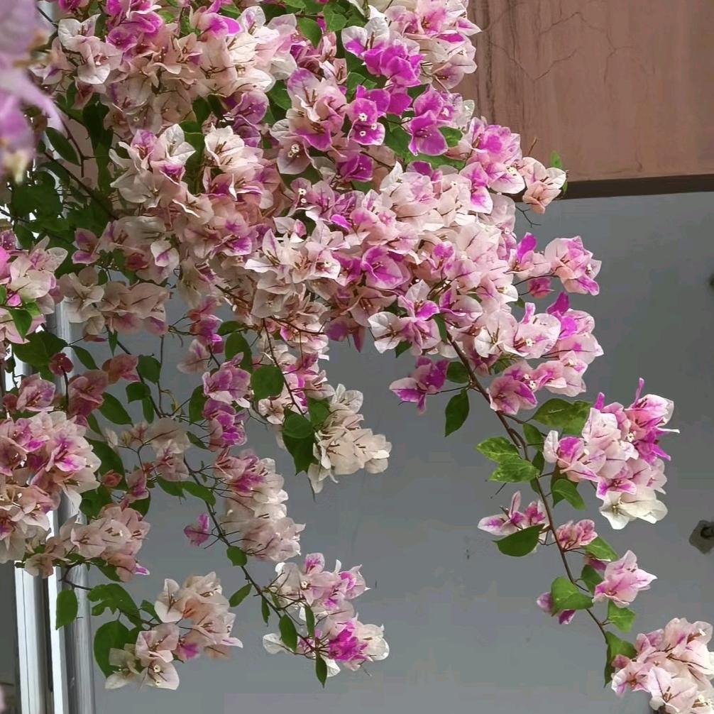 启航花卉