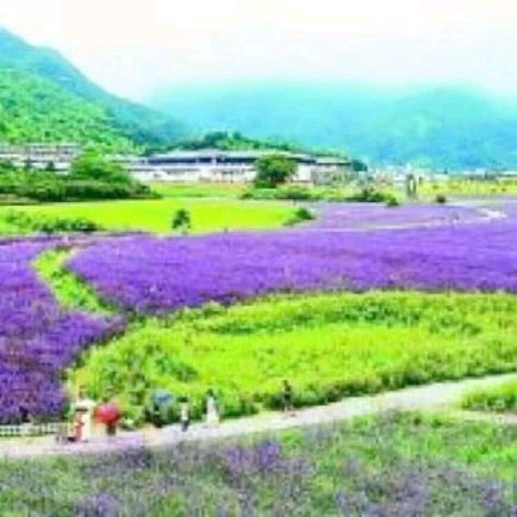爆米花2608091060