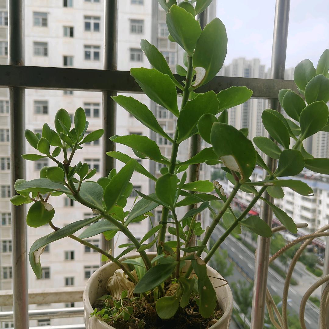 我姓闫爱吃酸