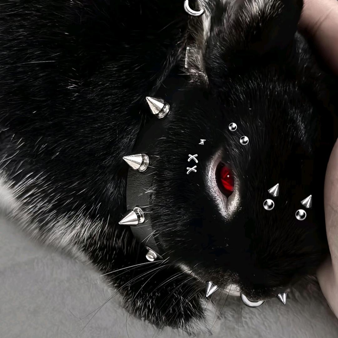 野兔
