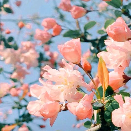 花晨月夕🍃