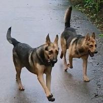 粤狼犬舍