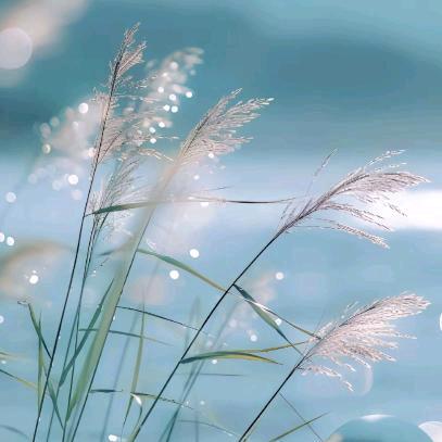 冷月的雨