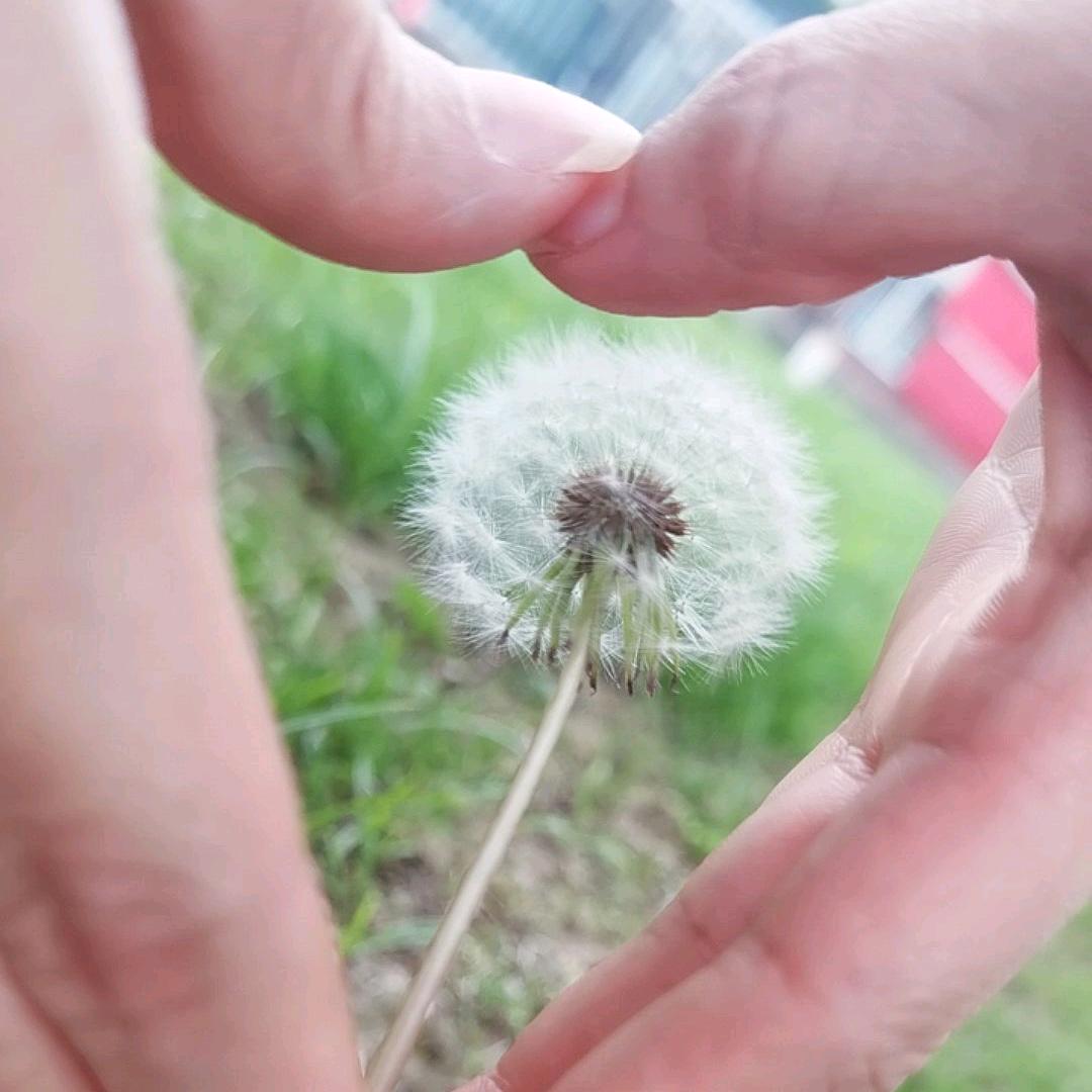 小茉莉