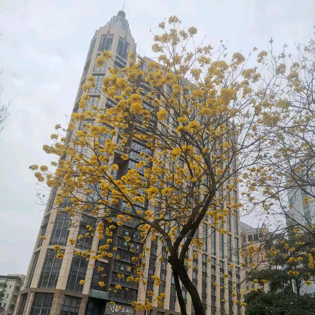 🌊海盐梦境收藏家