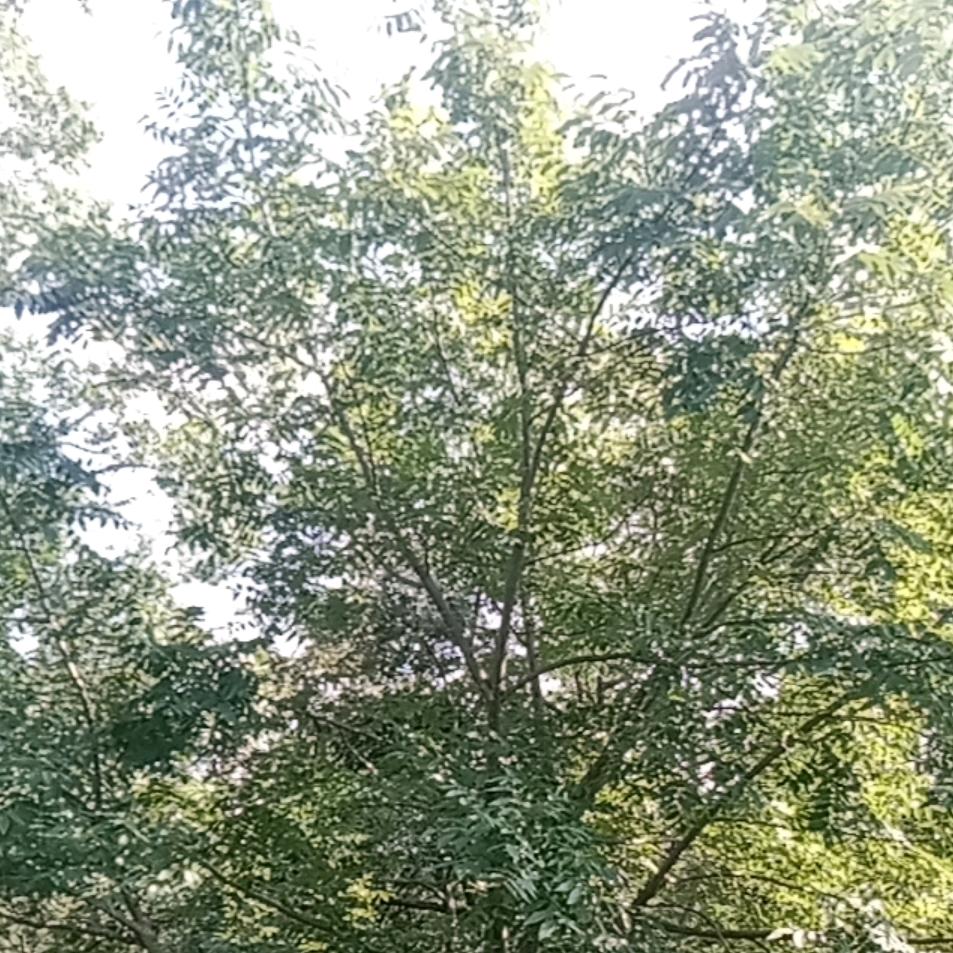 罗珍