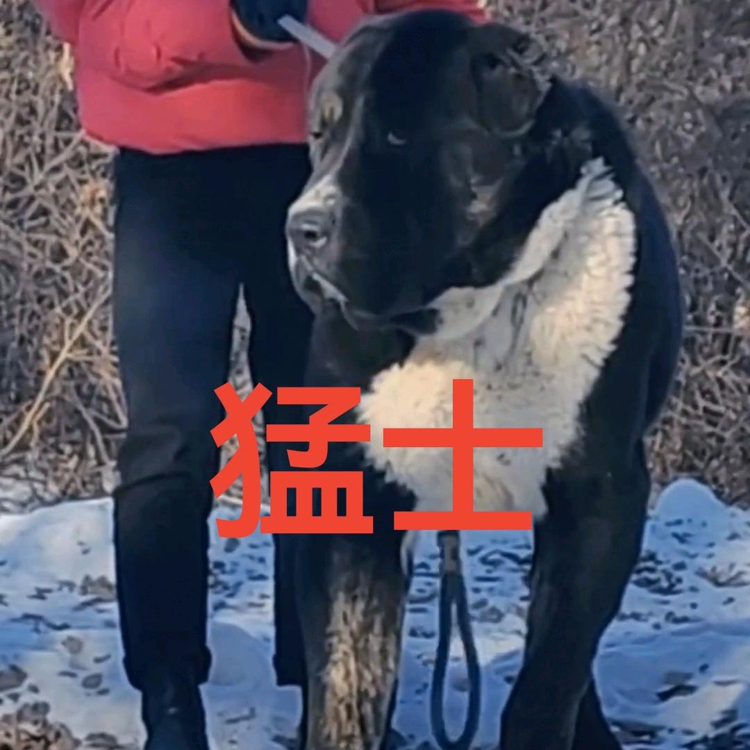 杰出诚信猛犬