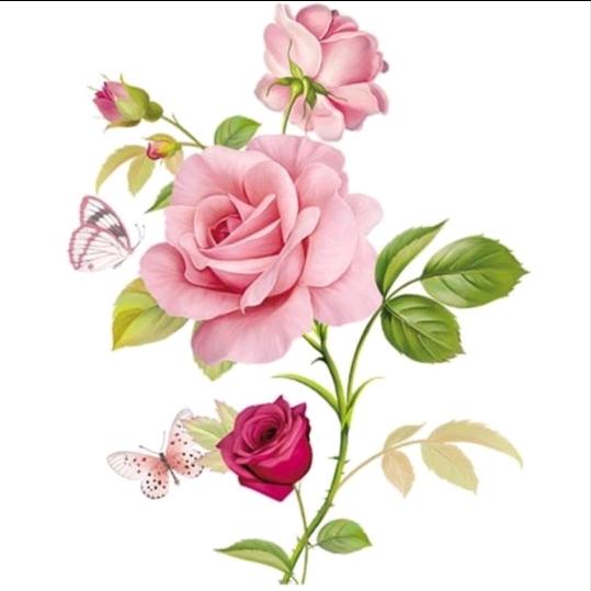 情伤玫瑰🌹(语柔）