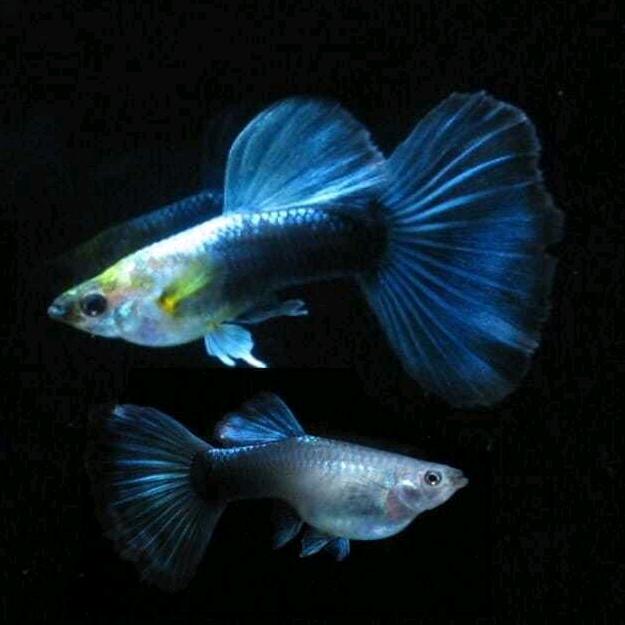 沈阳王多鱼