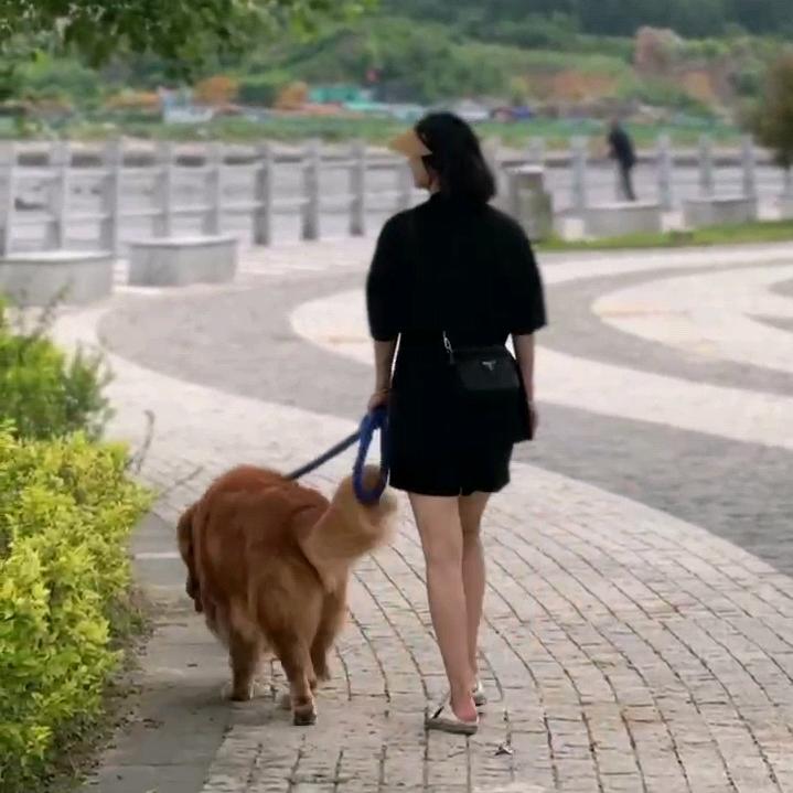 毛孩石头