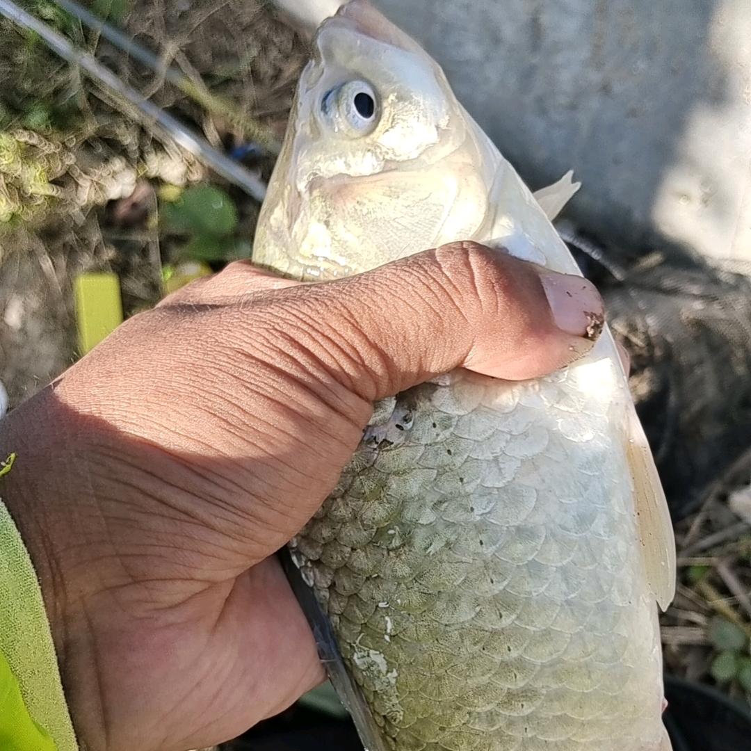 小板鲫🎣
