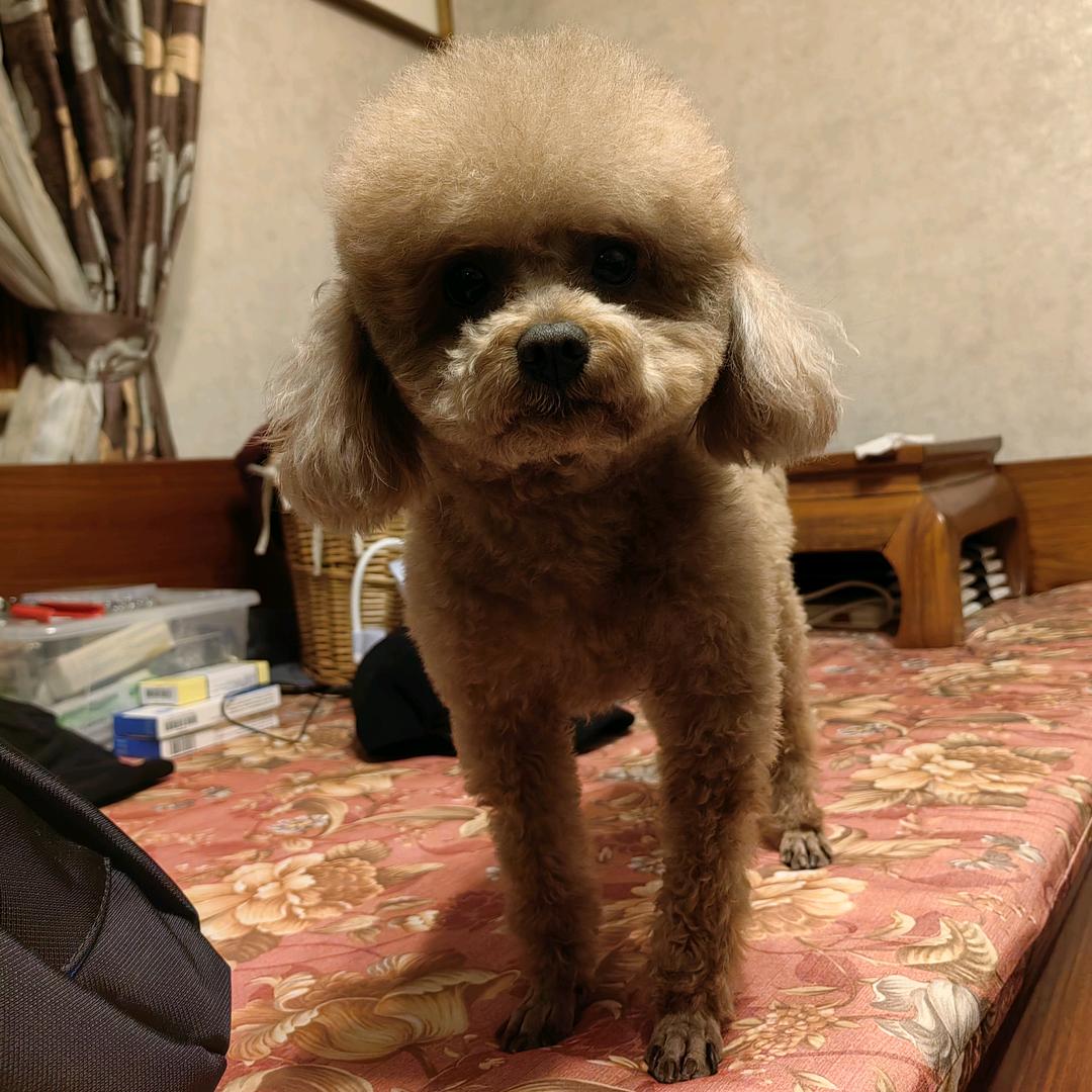 恋宝慢生活
