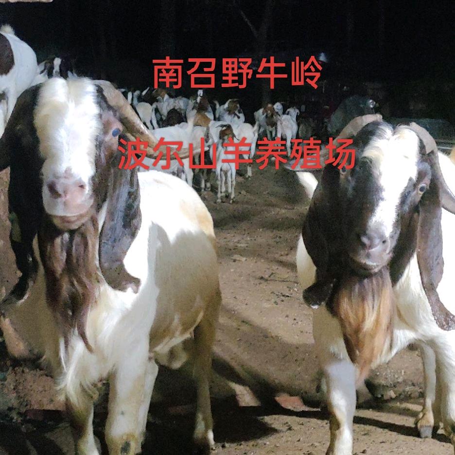 牧羊🐐🐐少年