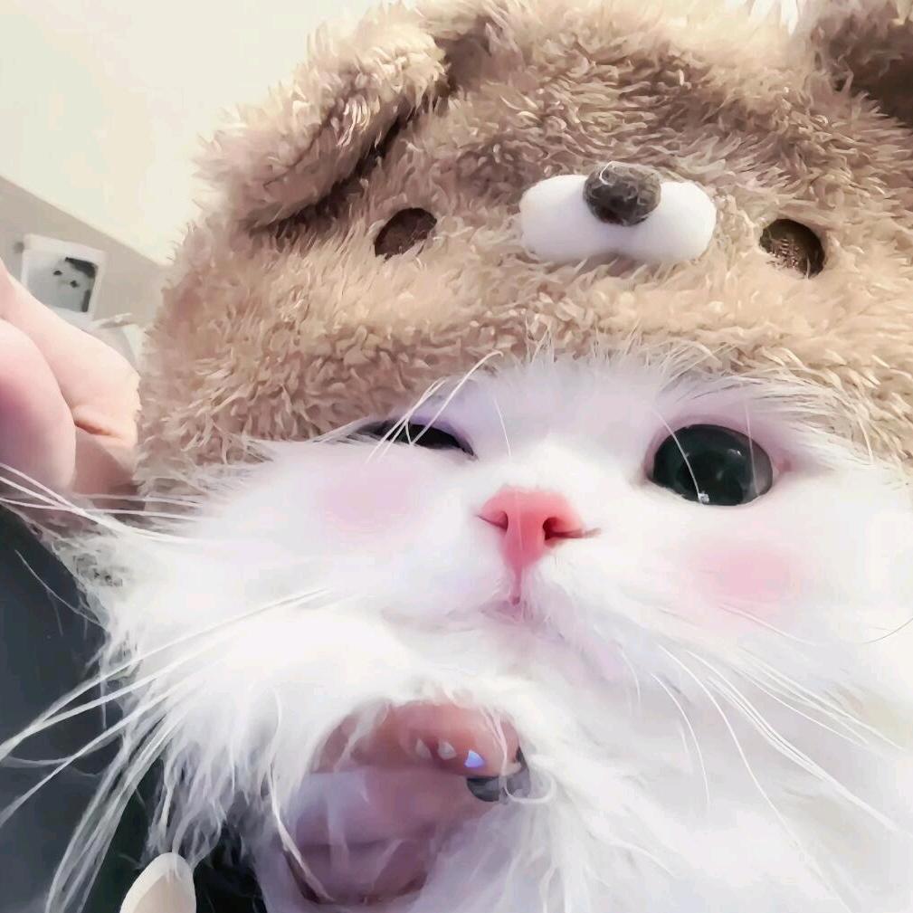 猫meme日常生活号