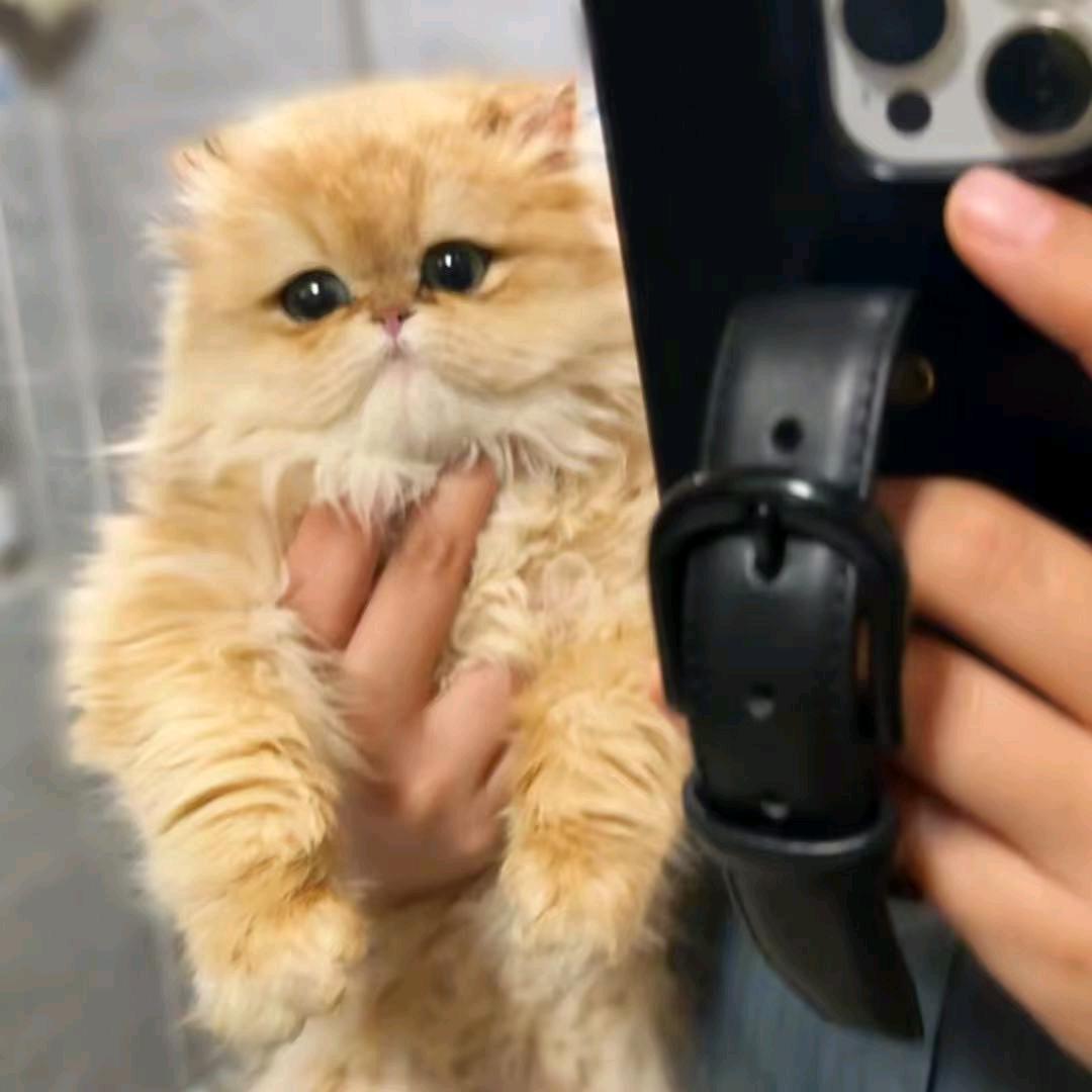 盛世奢宠-｛梦梦｝繁育级渐层猫