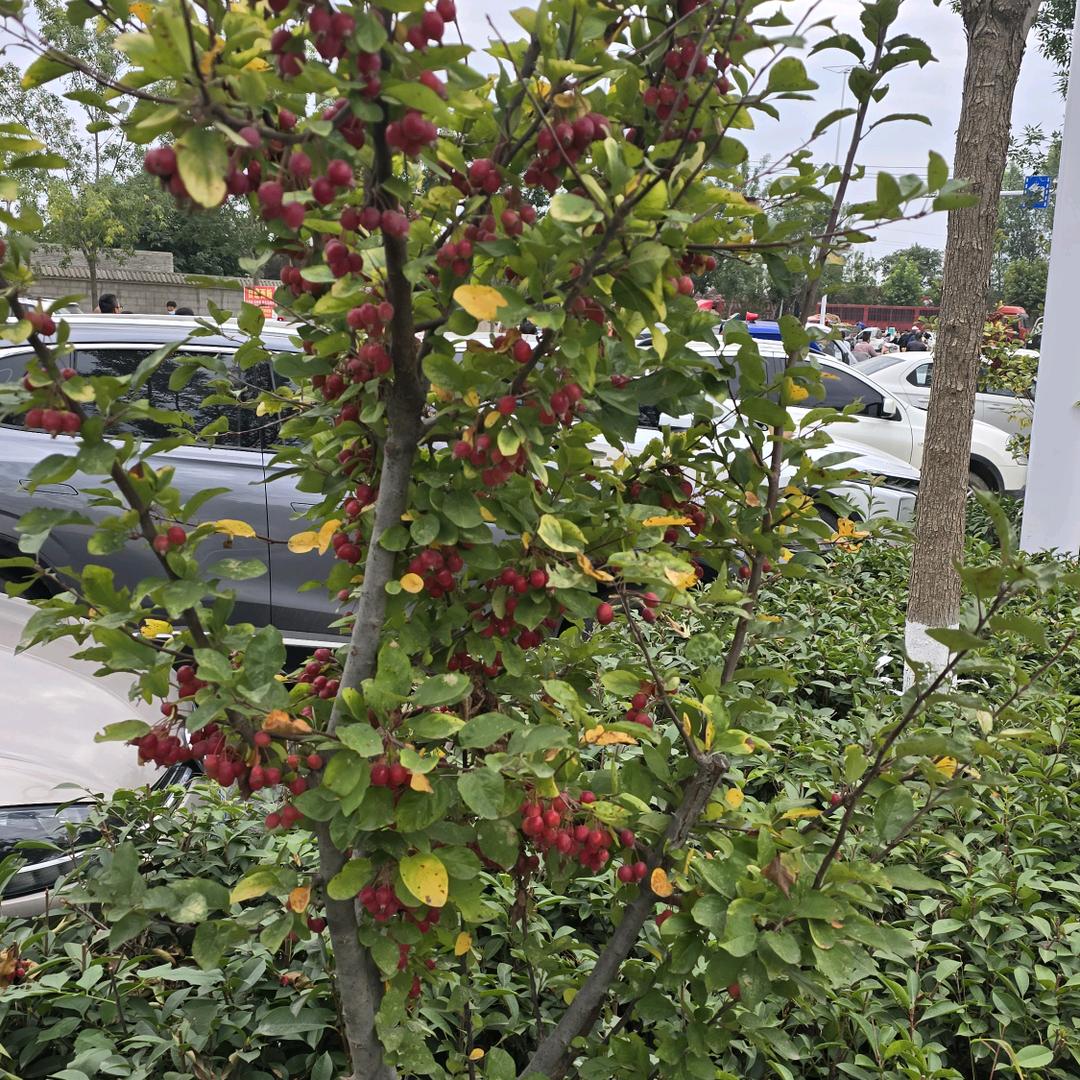 大南风营销