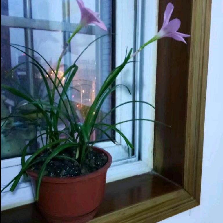 燕子、(✿^‿^)(✷‿✷)