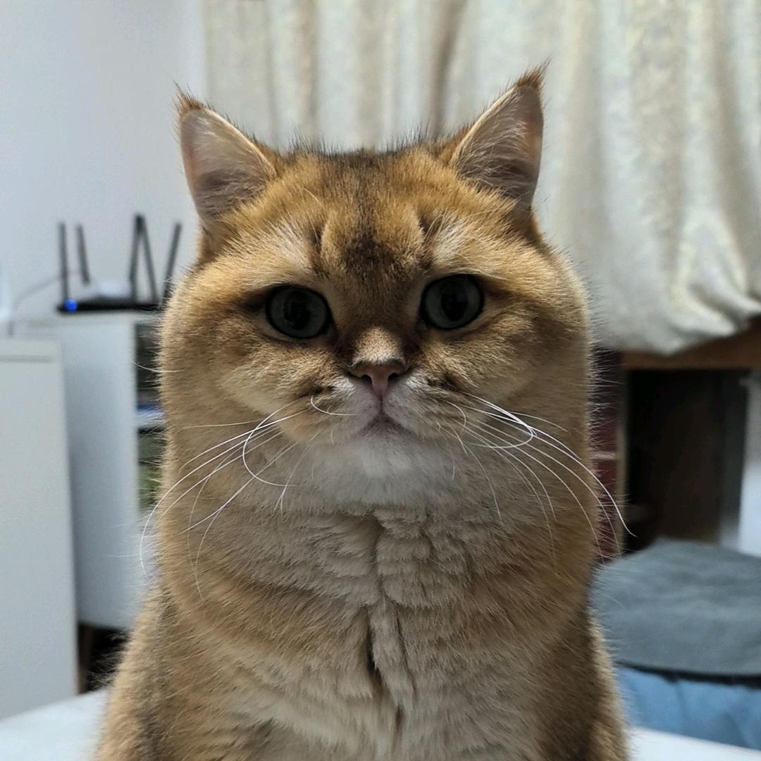 九九是只金渐层