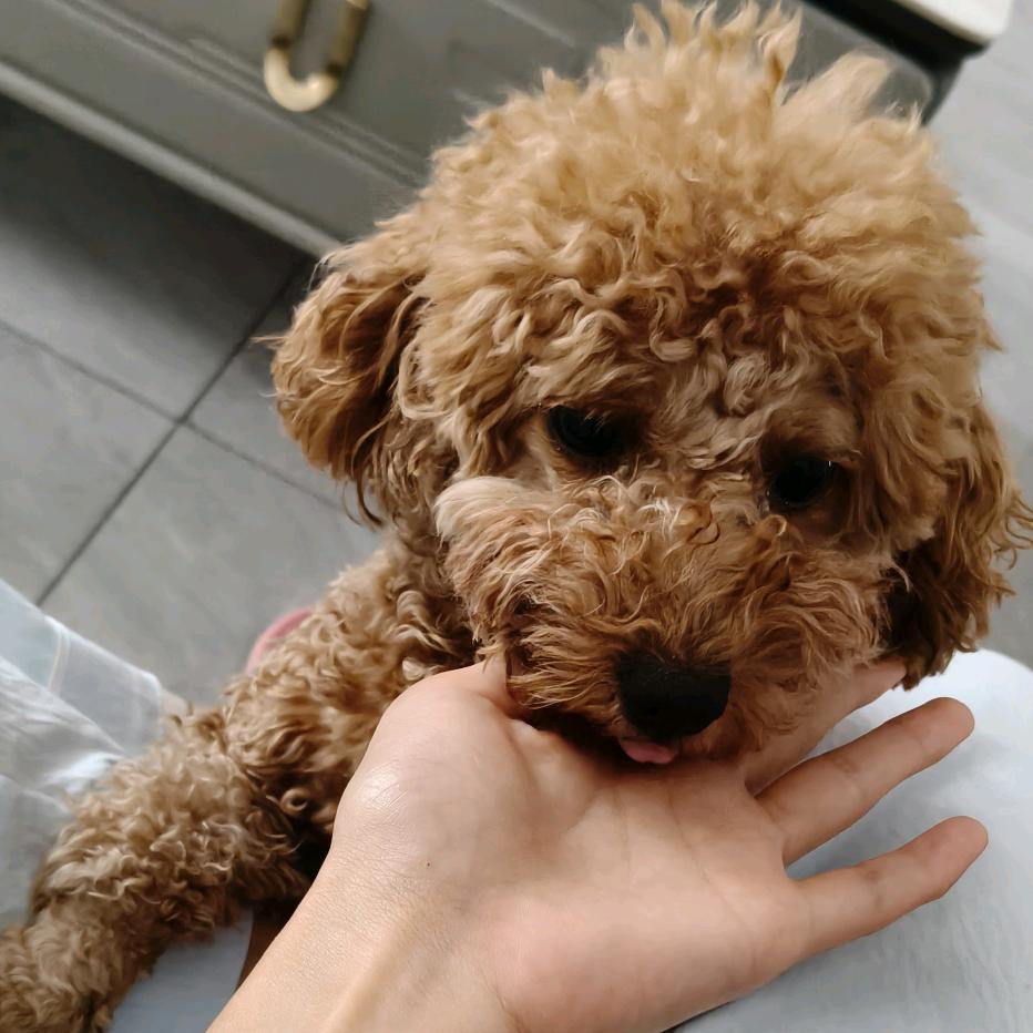 不吃榴莲