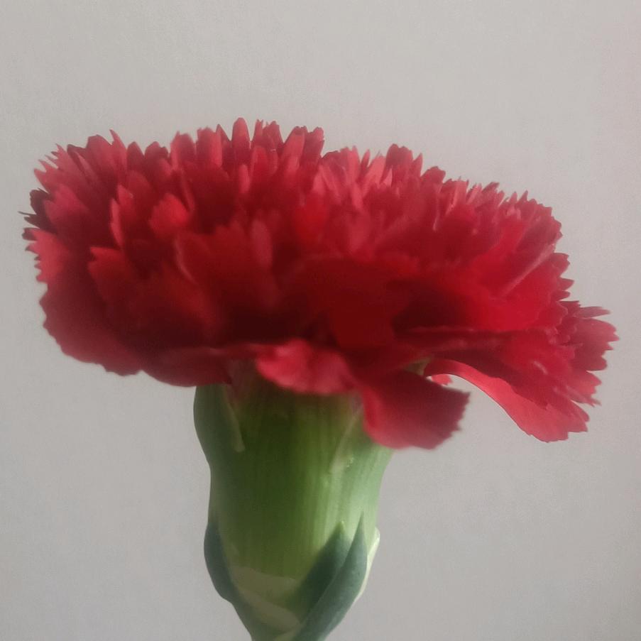 青青草原我最狂