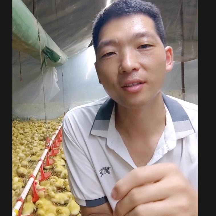 东哥带你养鸭鹅