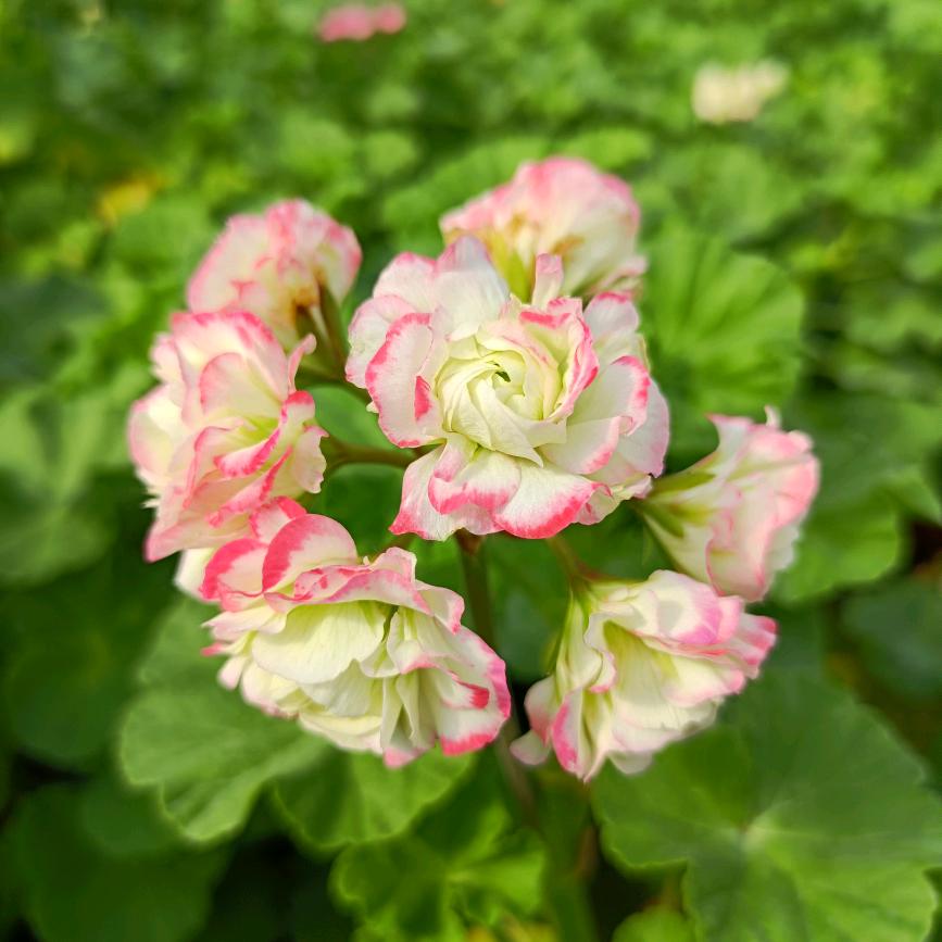 泽萌花卉