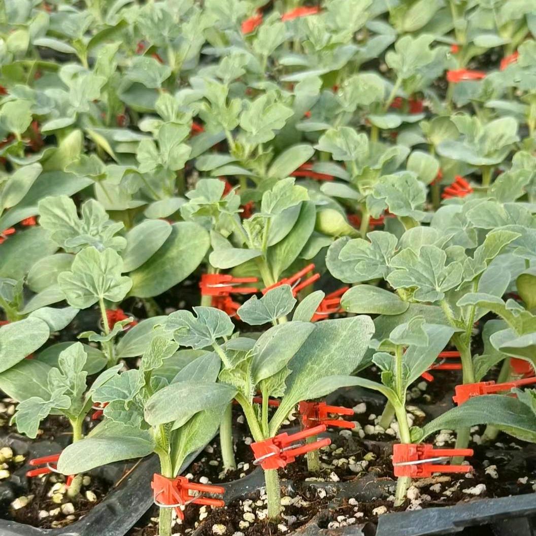 平易种苗