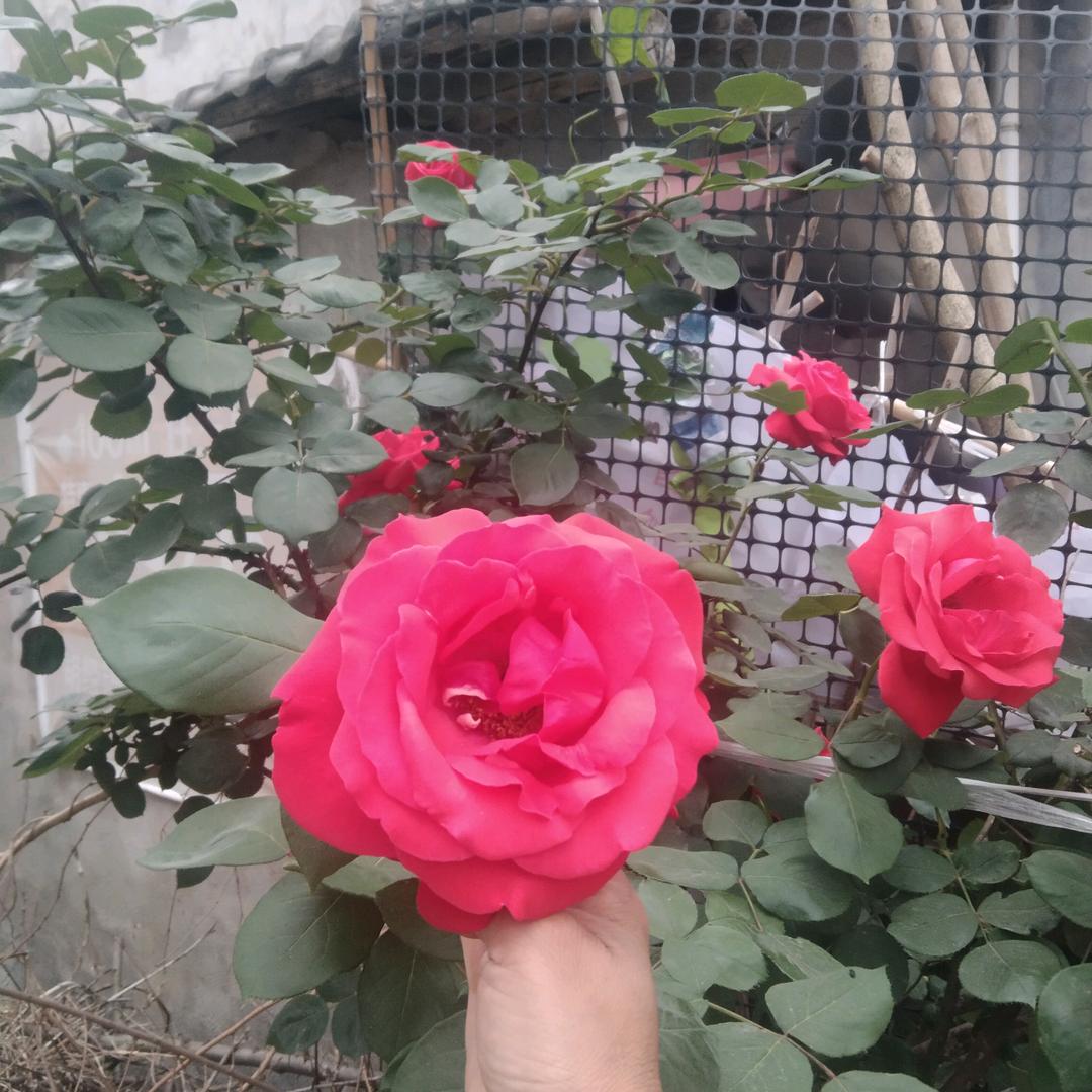 丽丽