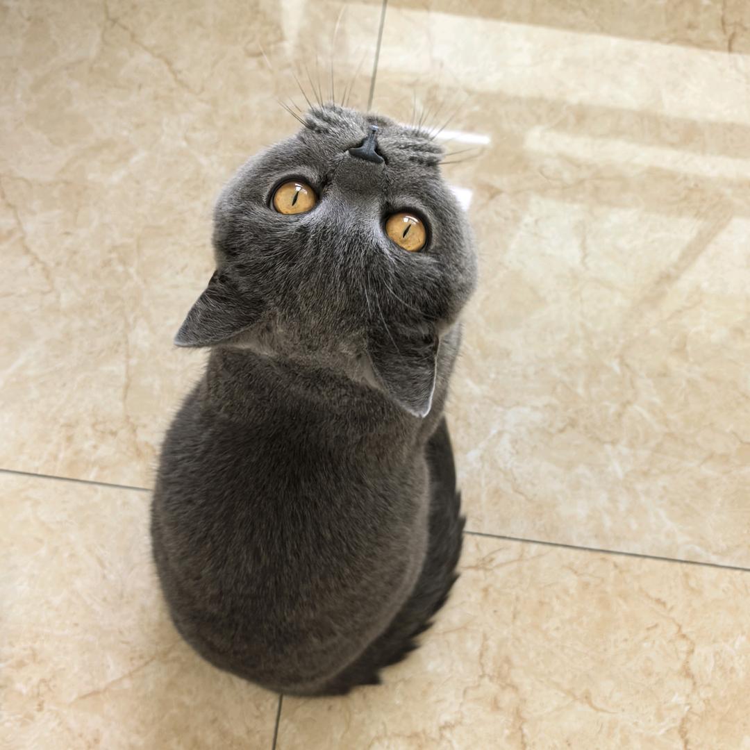 DH