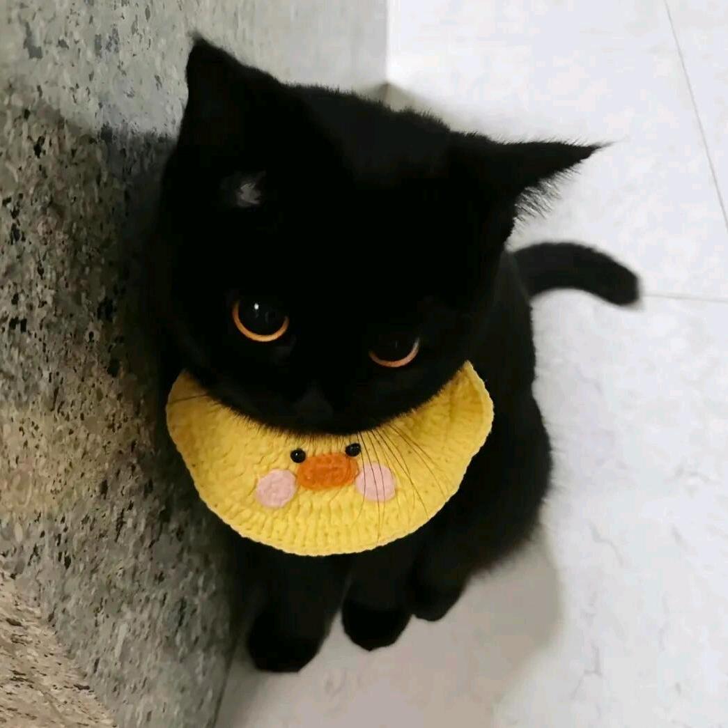 懒懒猫