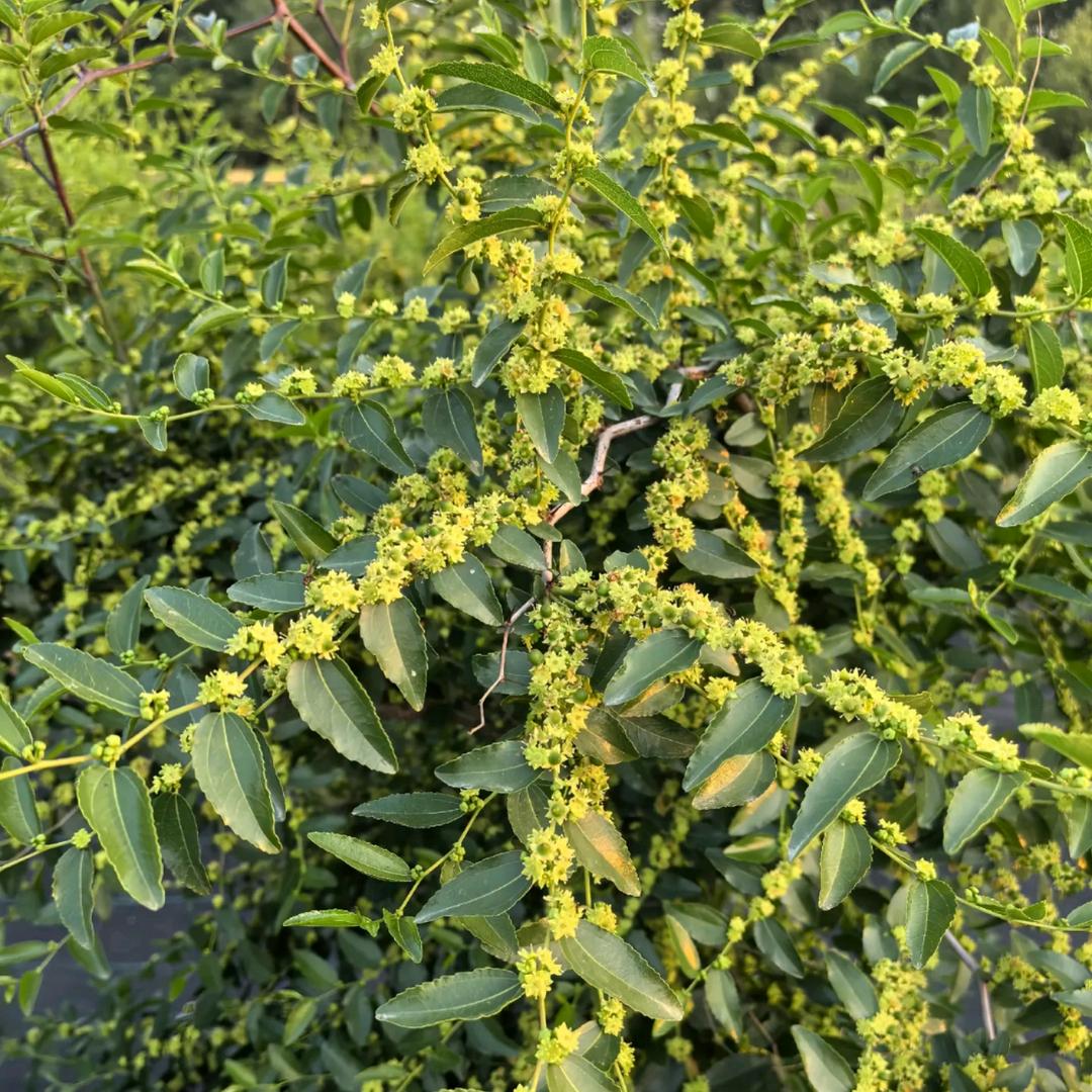 硕果种植