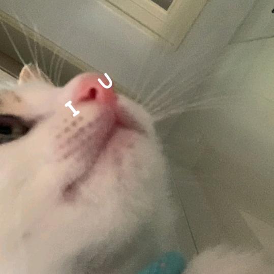 小猫喵喵喵