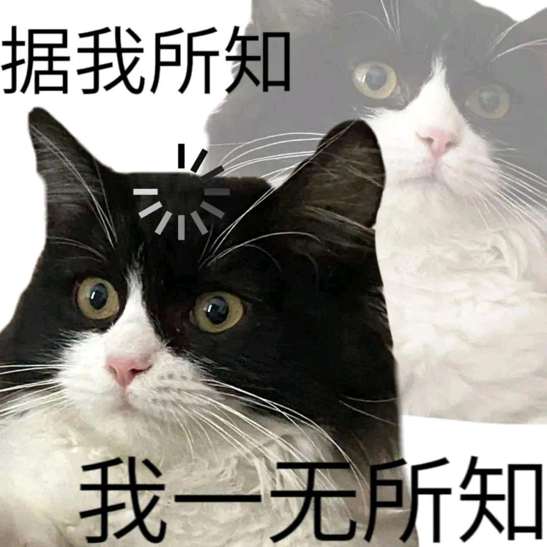 开朗的猫