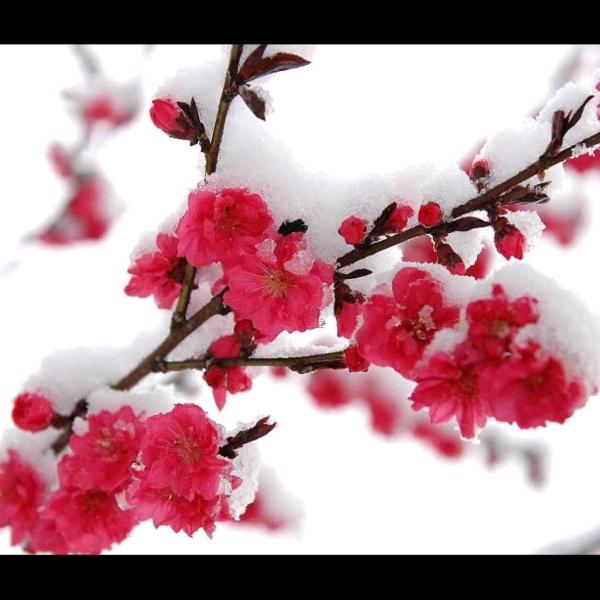 梅花