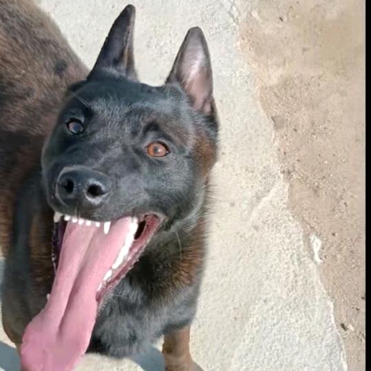 蓬莱亮哥工作犬，马犬，东德繁育