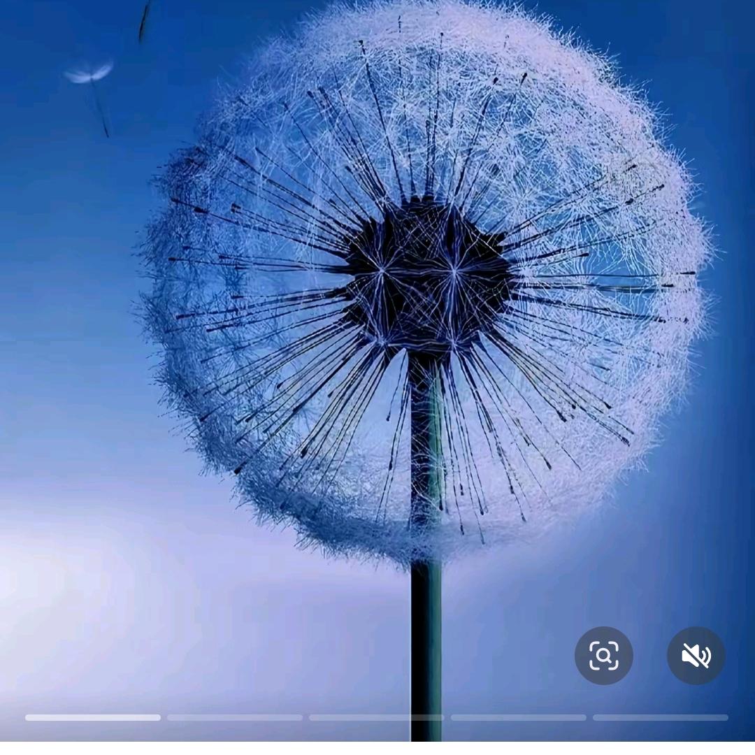 蒲公英