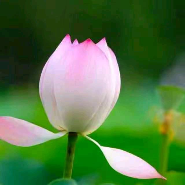 七月莲花🌸🌸🌸