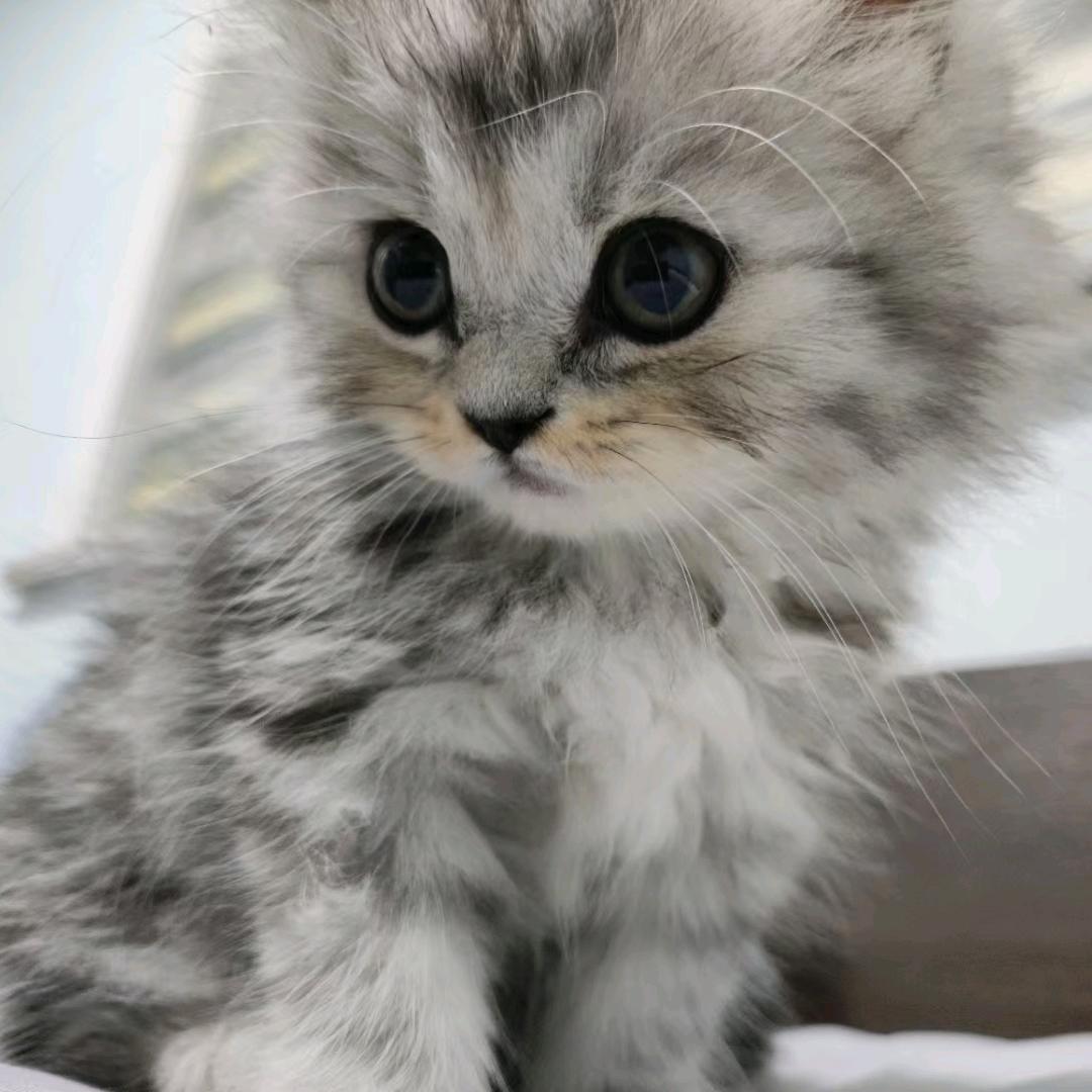旺仔是只喵🐱